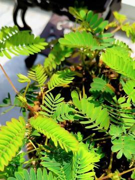 含羞草在在线视频,在线视频带你探索植物界的神奇现象