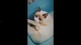 日本在线视频吸奶,揭秘流行趋势与育儿文化