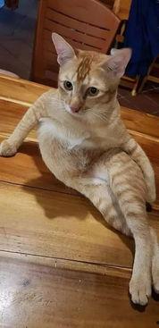 猫咪视频在线视频播放,萌宠瞬间，治愈你的心灵