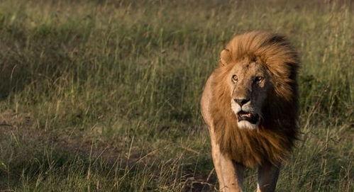 狮子网在线视频观看,在线视频盛宴，尽享视听盛宴