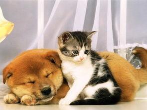 人与狗aV国外在线视频