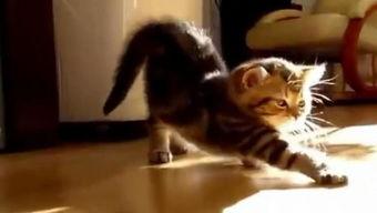 蕾丝猫在线视频